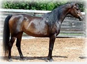 丰满的继牳2理伦片