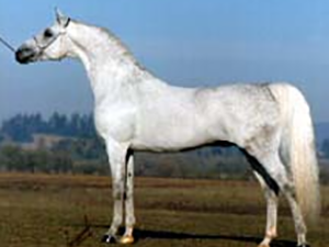 丰满的继牳2理伦片