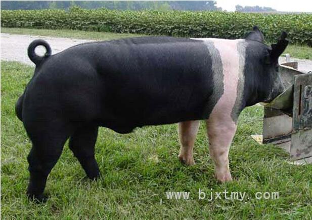 丰满的继牳2理伦片