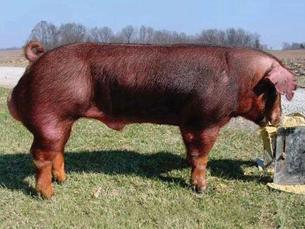 丰满的继牳2理伦片