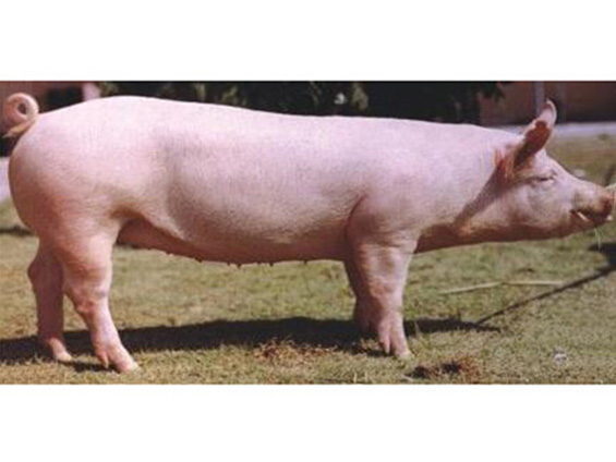 丰满的继牳2理伦片