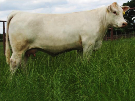 丰满的继牳2理伦片