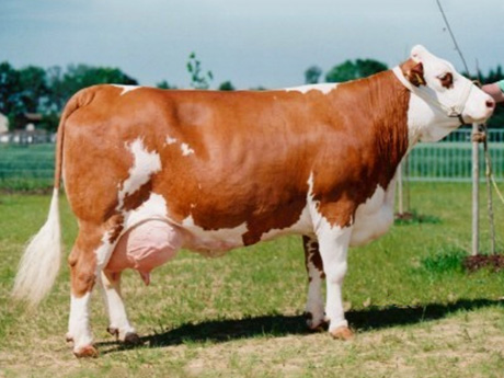 丰满的继牳2理伦片