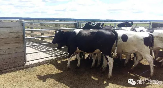 丰满的继牳2理伦片