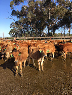 丰满的继牳2理伦片