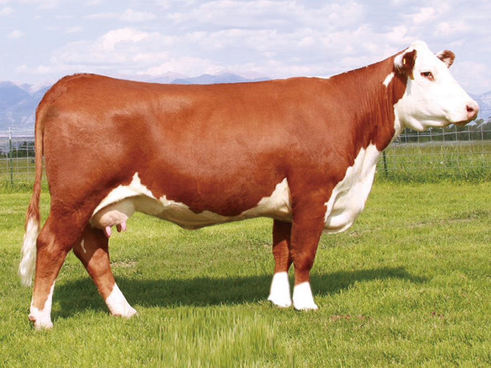 丰满的继牳2理伦片