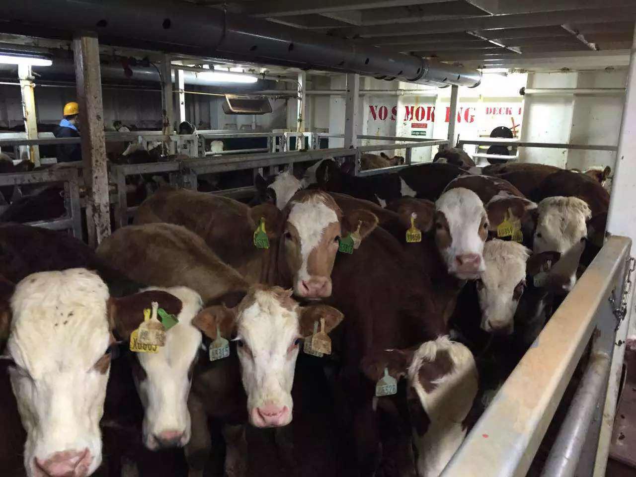 丰满的继牳2理伦片