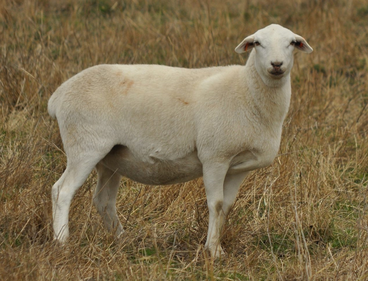 丰满的继牳2理伦片