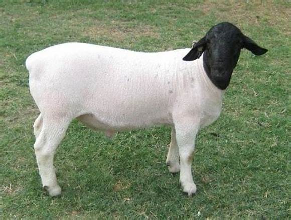 丰满的继牳2理伦片