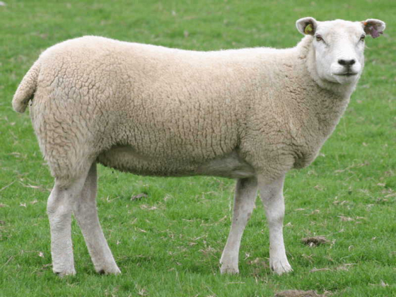 丰满的继牳2理伦片