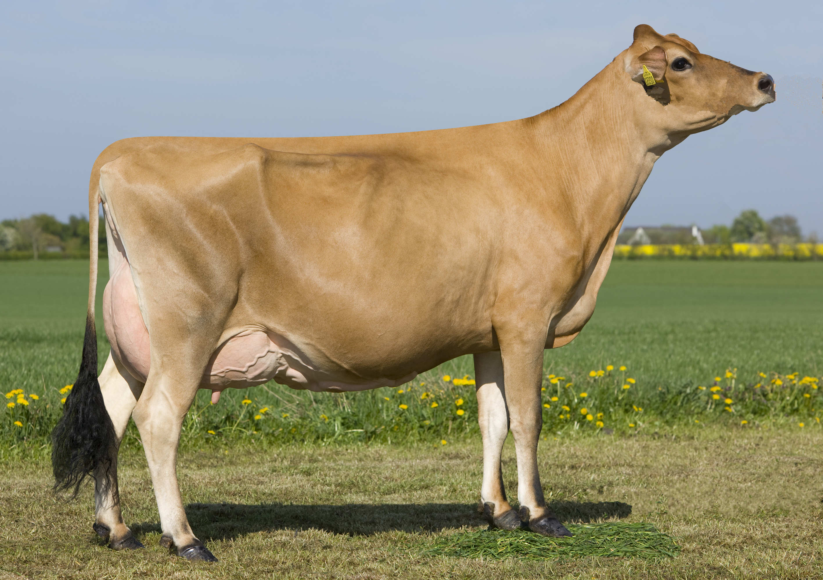 丰满的继牳2理伦片