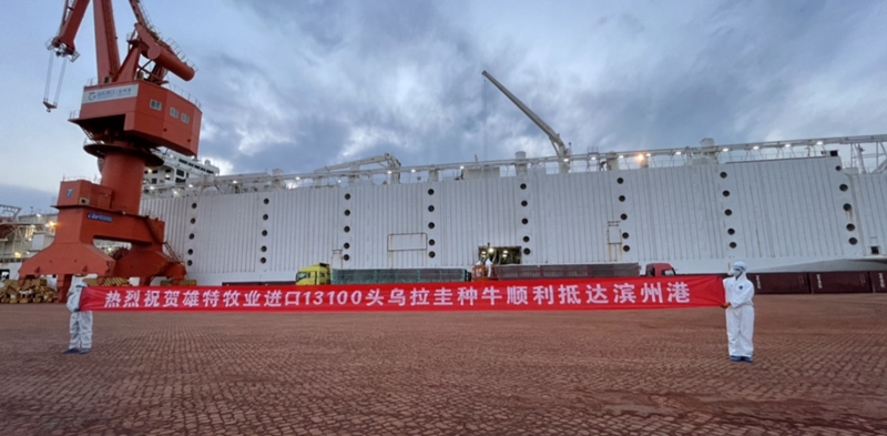 丰满的继牳2理伦片