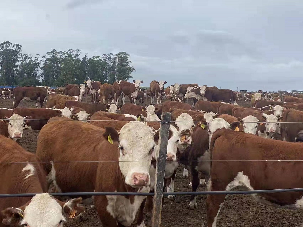 丰满的继牳2理伦片