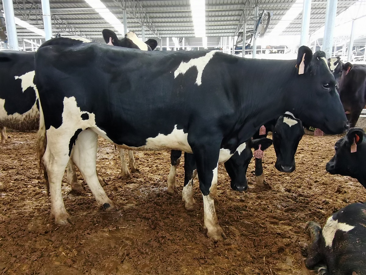 丰满的继牳2理伦片