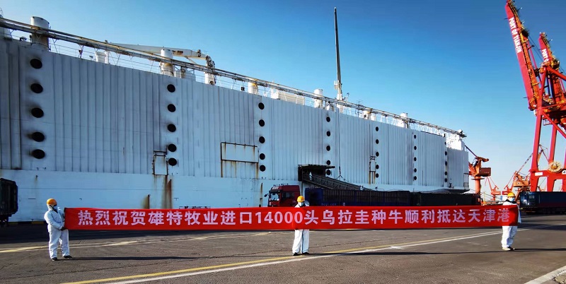 丰满的继牳2理伦片