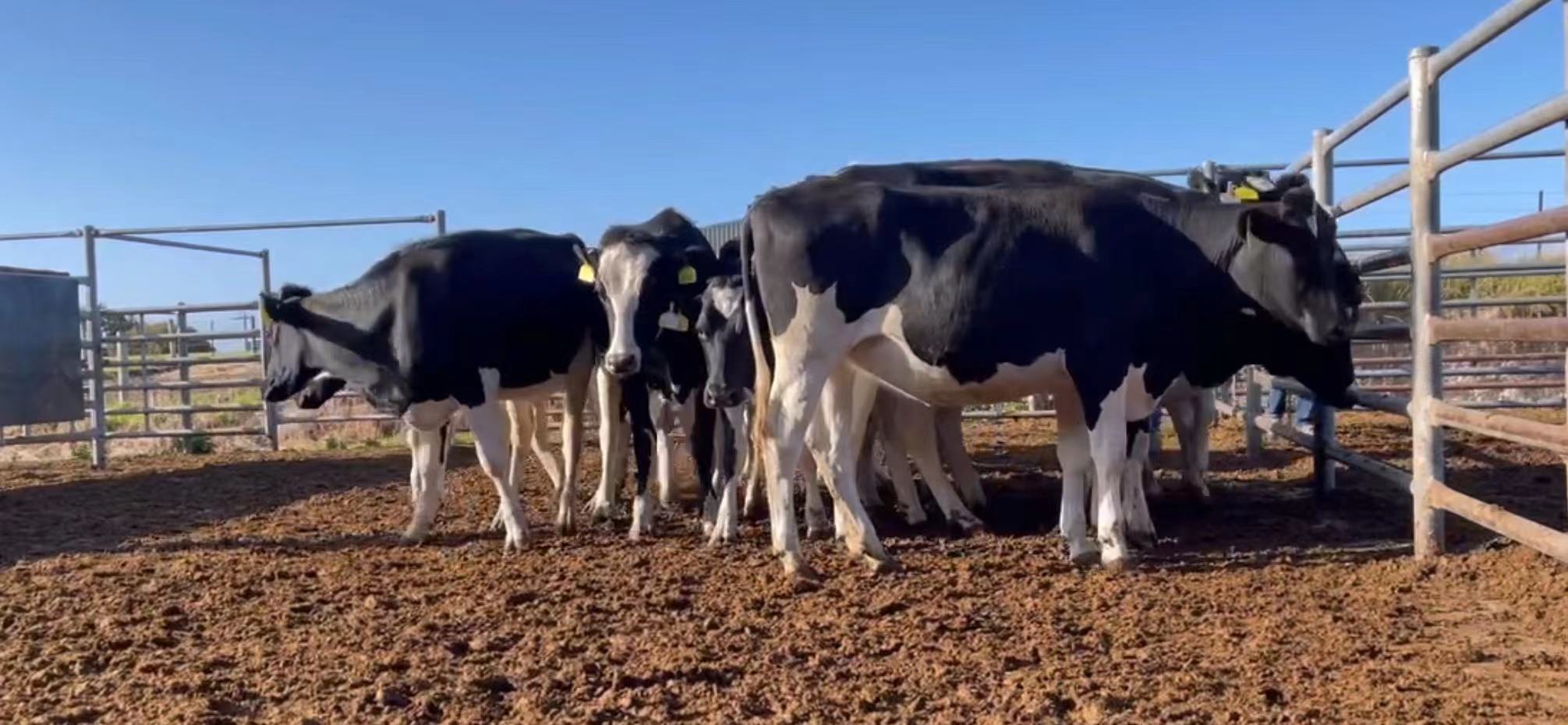 丰满的继牳2理伦片