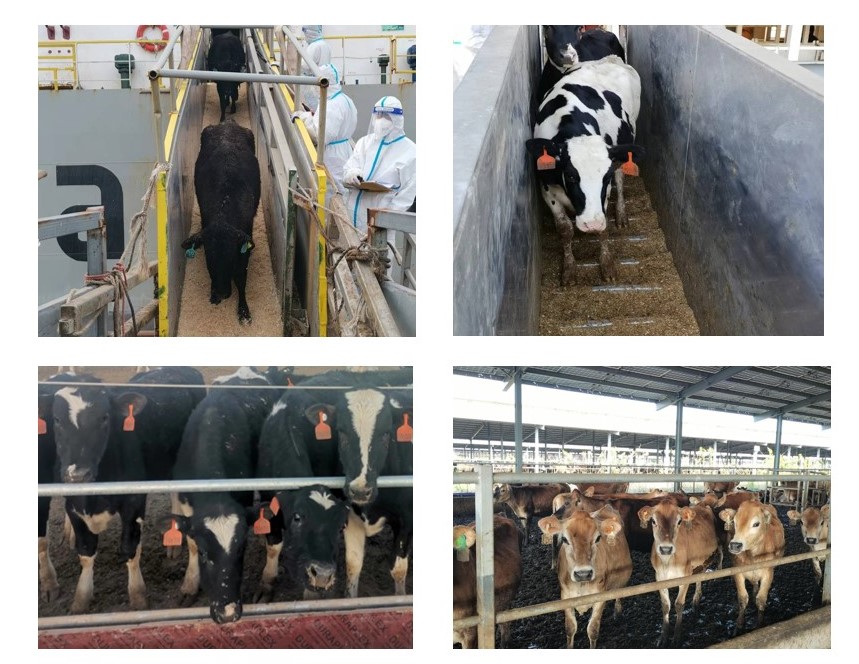 丰满的继牳2理伦片