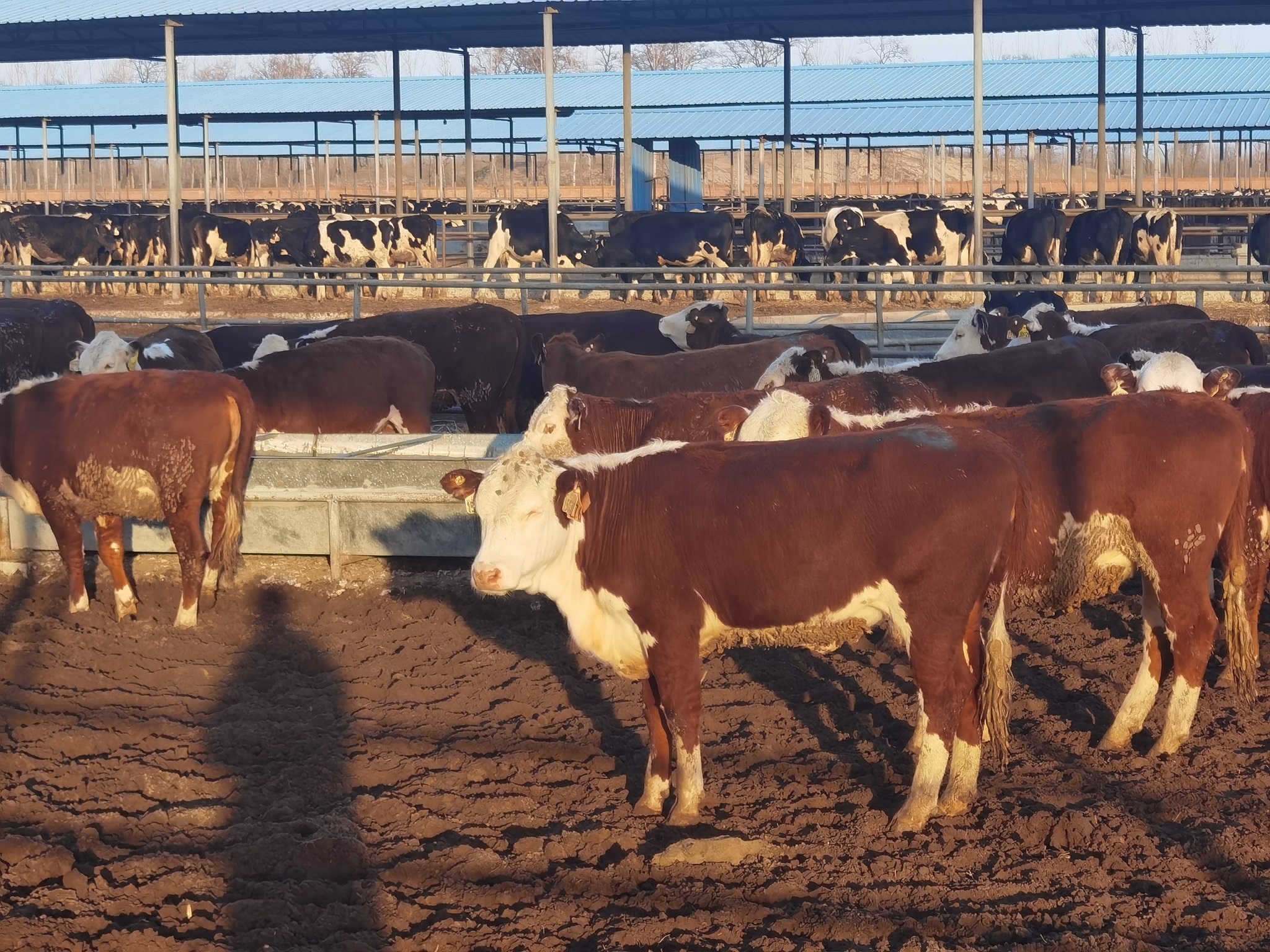 丰满的继牳2理伦片