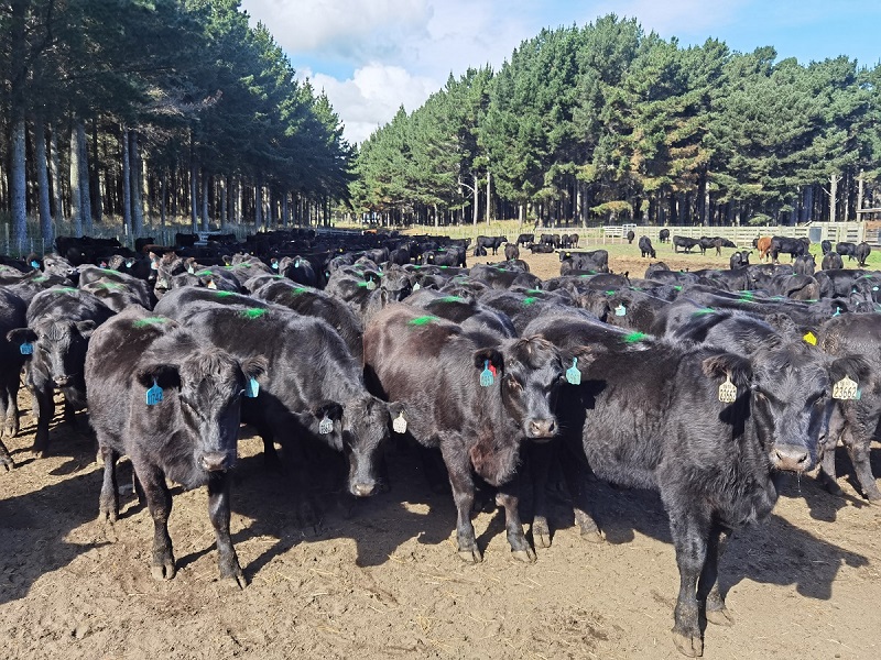 64586c4001336.jpg 安格斯.jpg