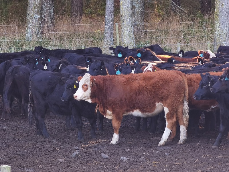 64586c65650bc.jpg 西门塔尔.jpg