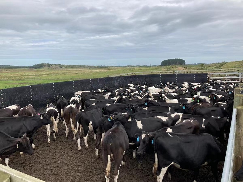 64586c9ddab26.jpg 荷斯坦.jpg