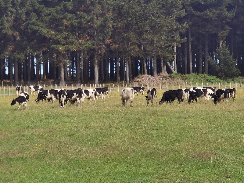 64586cce628ff.jpg 荷斯坦牛.jpg