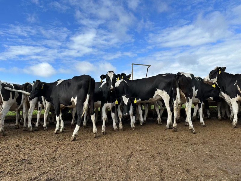 丰满的继牳2理伦片