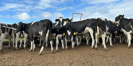 丰满的继牳2理伦片