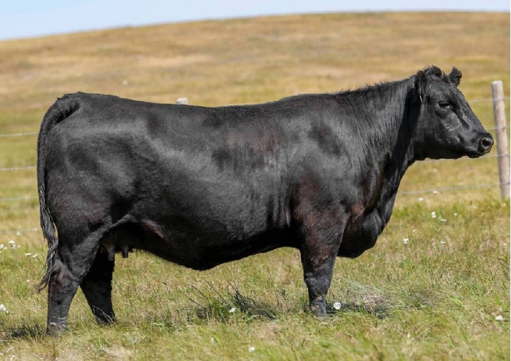 丰满的继牳2理伦片