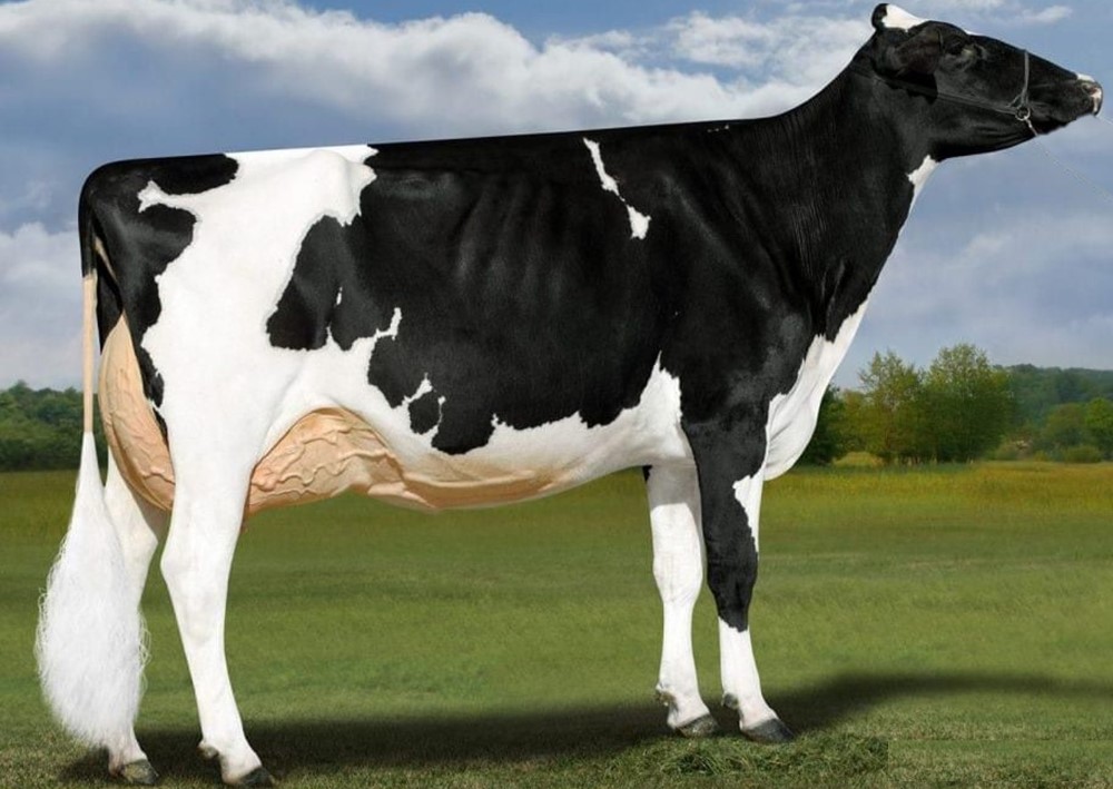 丰满的继牳2理伦片