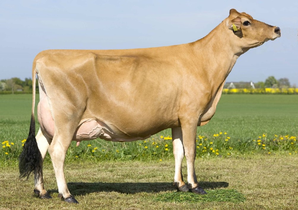 丰满的继牳2理伦片