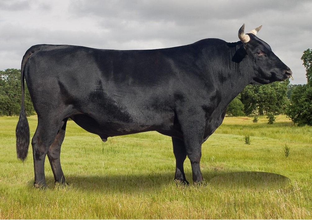 丰满的继牳2理伦片